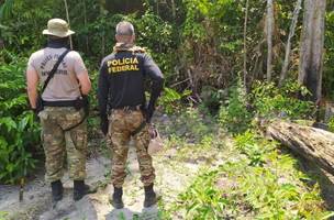 PF destrói 130 mil pés de maconha em terra indígena no Pará (Foto: Reprodução/ Internet)