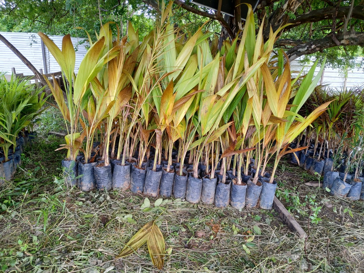 Plantio no Parque Floresta Fóssil em Teresina