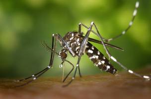 Mosquito da dengue (Foto: Reprodução/Internet)