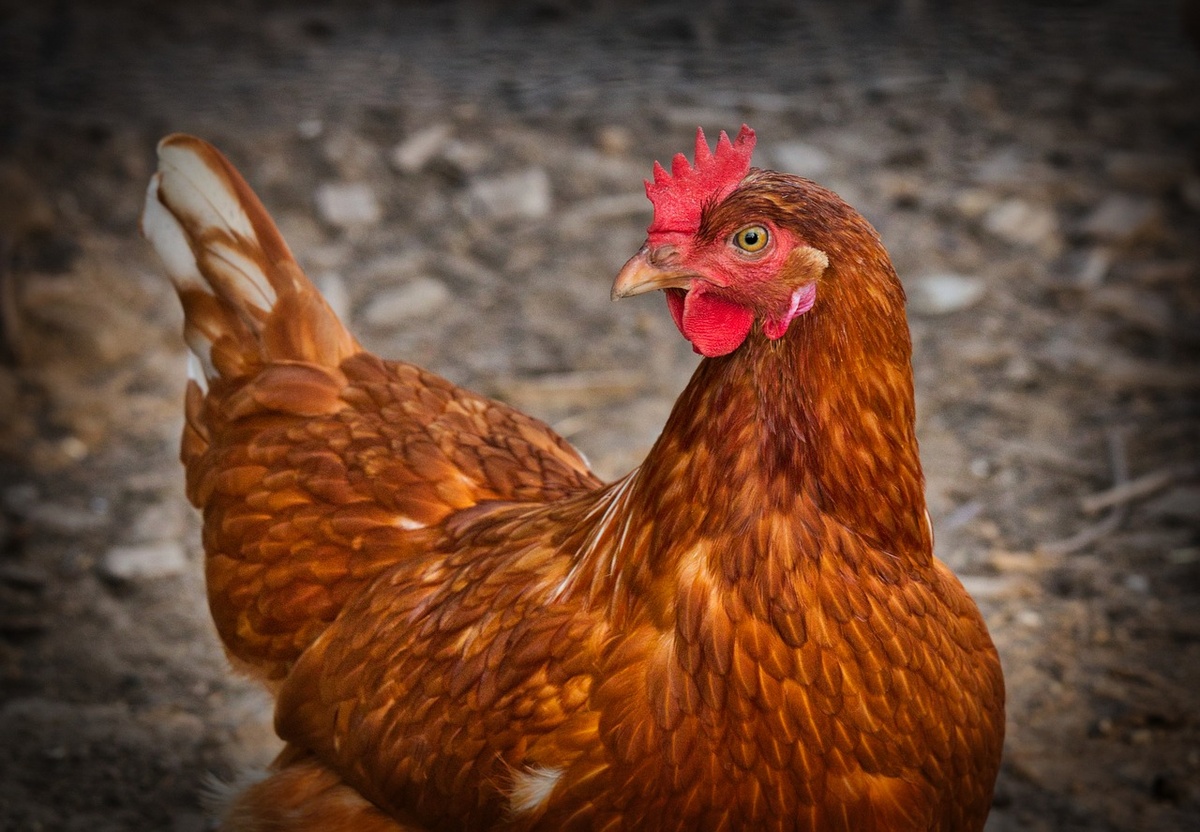 Piauí é o 11º estado com maior produção de galinha no Brasil