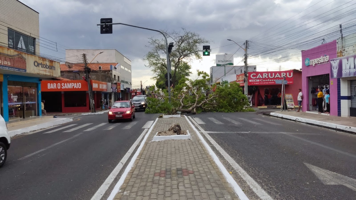 Vendaval provoca queda de árvore em Teresina