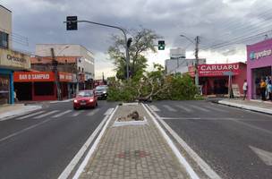 Vendaval provoca queda de árvore em Teresina (Foto: Sandra Santos/Cinegrafista amadora)