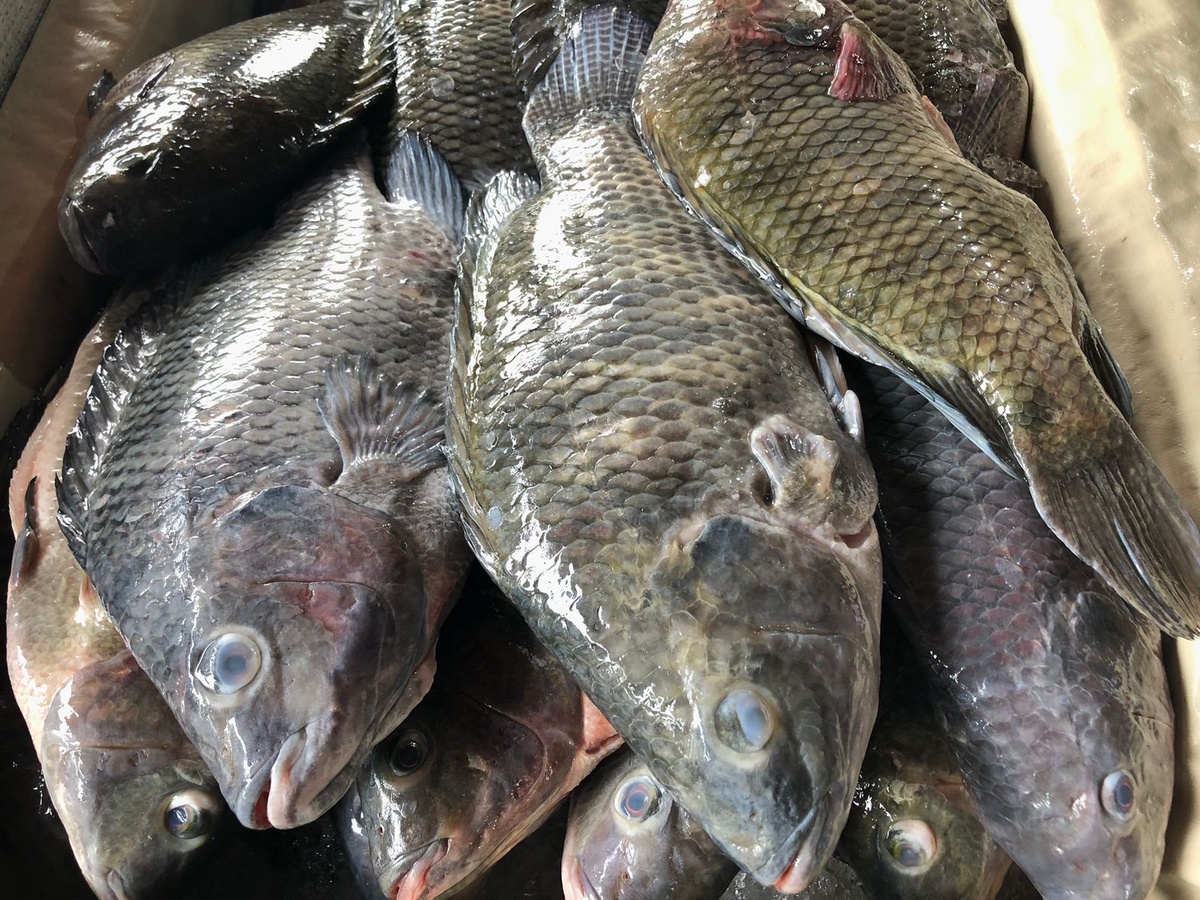 Mercado do Peixe de Teresina