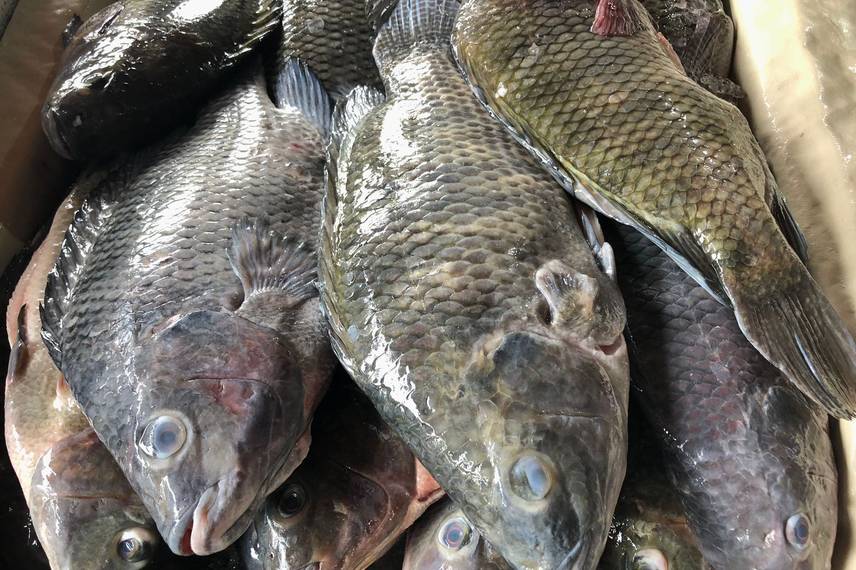 Mercado do Peixe de Teresina