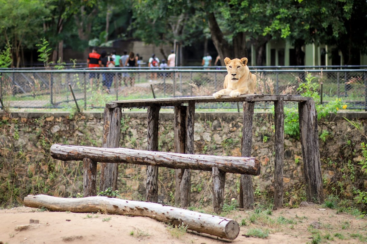 Onça foge do Zoobotânico de Teresina