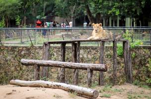 Onça foge do Zoobotânico de Teresina (Foto: Reprodução/ Ascom)