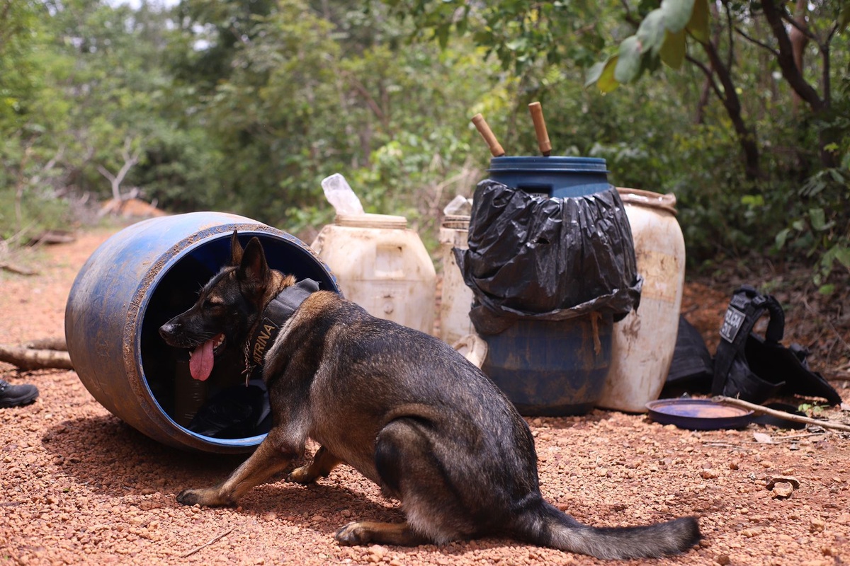 Descoberta de depósito de drogas e munições em Timon