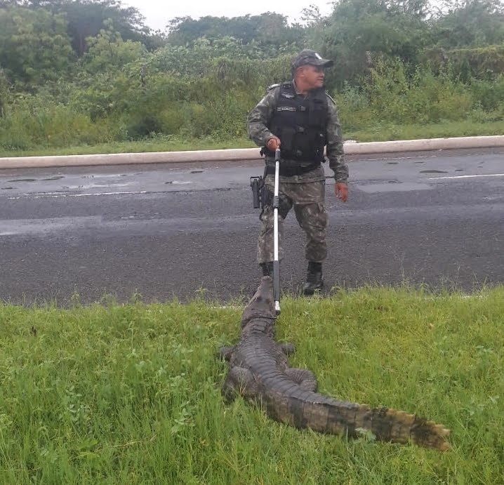 Polícia Ambiental em resgate aos animais em Teresina