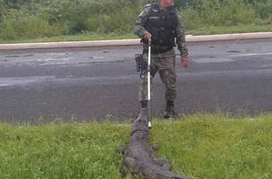 Polícia Ambiental em resgate aos animais em Teresina (Foto: FOTO: ASCOM)