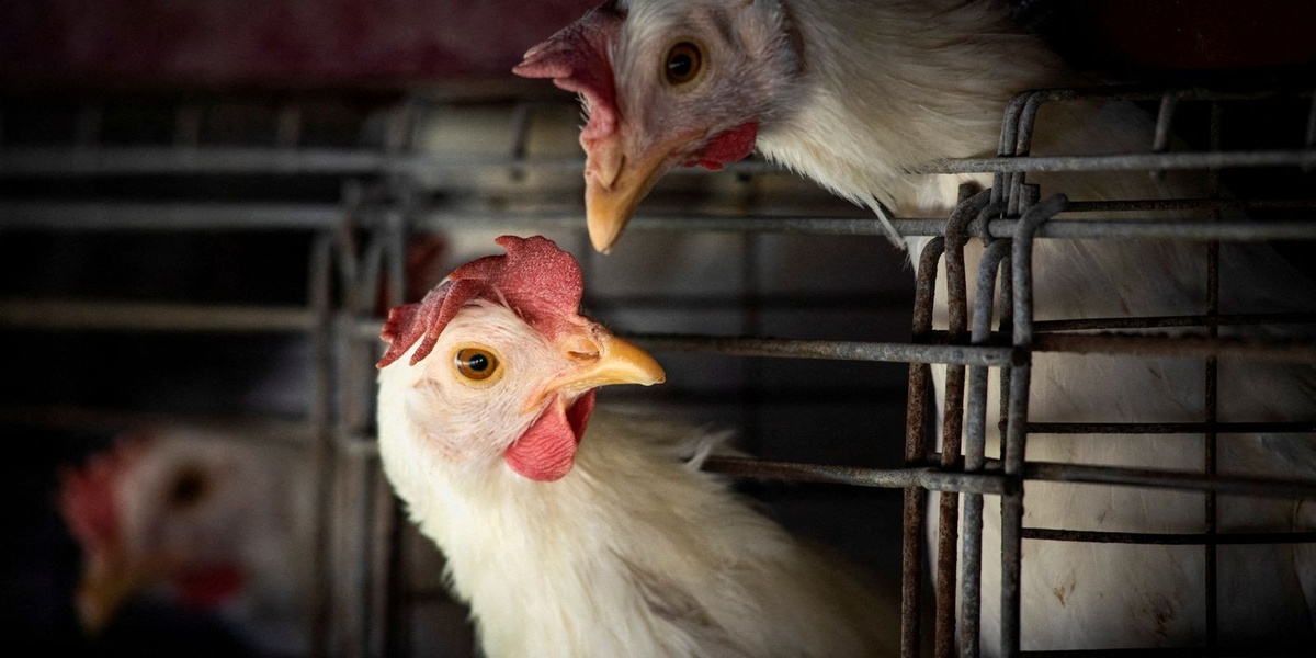 Governo do Piauí decreta emergência zoossanitária por gripe aviária sem casos confirmados.