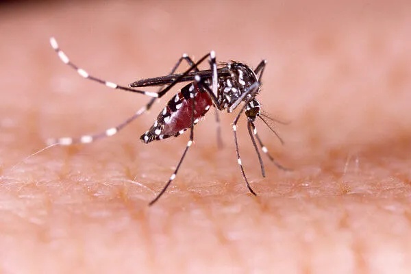 Redução de casos de dengue no Piauí