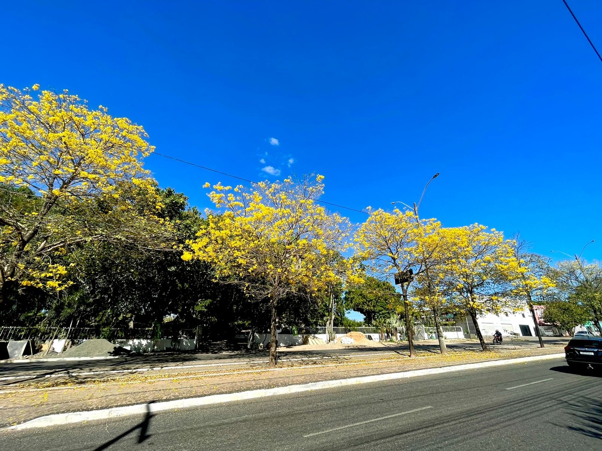 Florada dos ipês em Teresina.