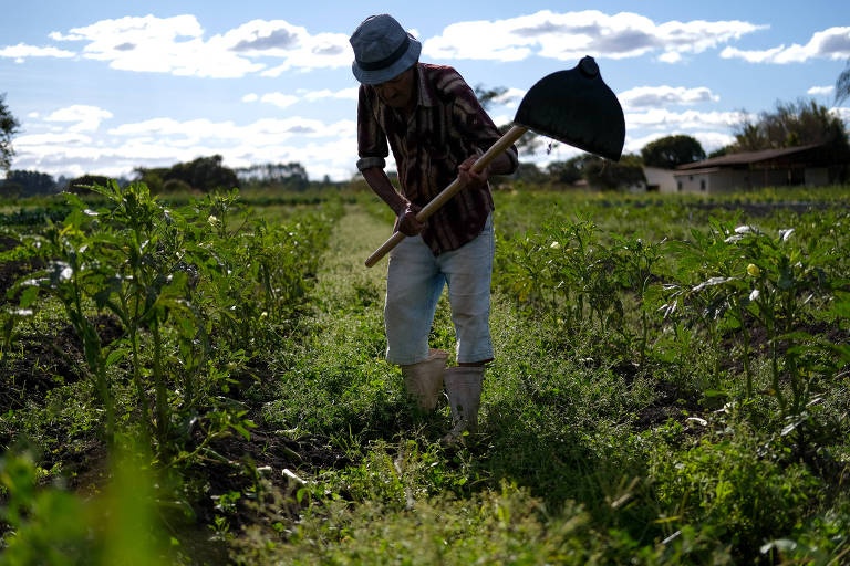 Produção agrícola.
