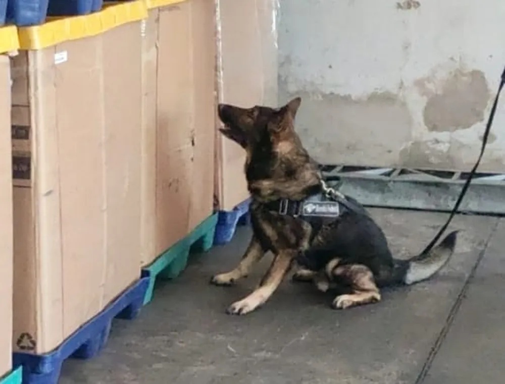 Cães farejadores da Receita Federal.