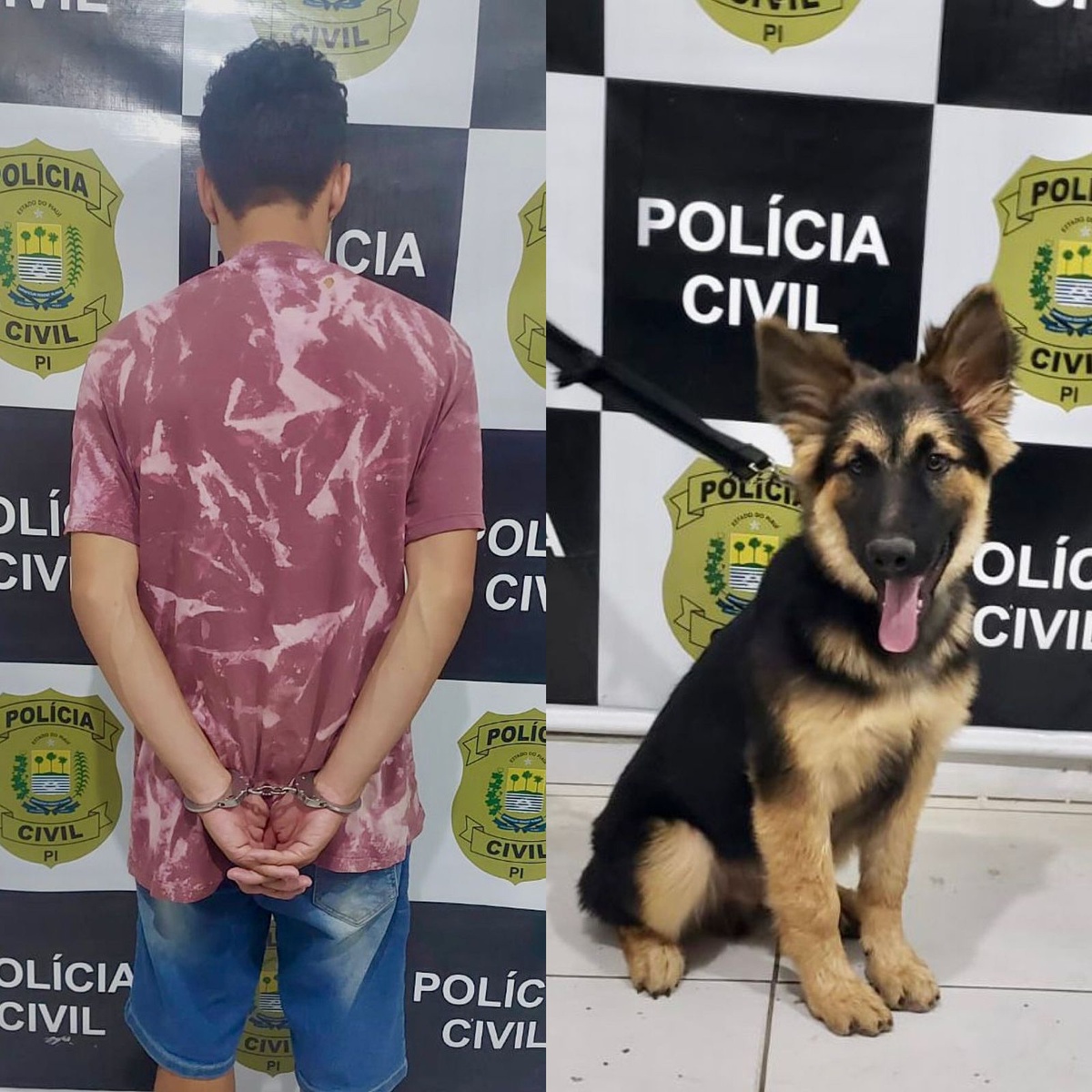 Homem é preso acusado de comprar cão de raça roubado no Sul do Piauí.