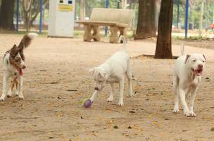 Cachorros. (Foto: Reprodução/ Agência Brasil)