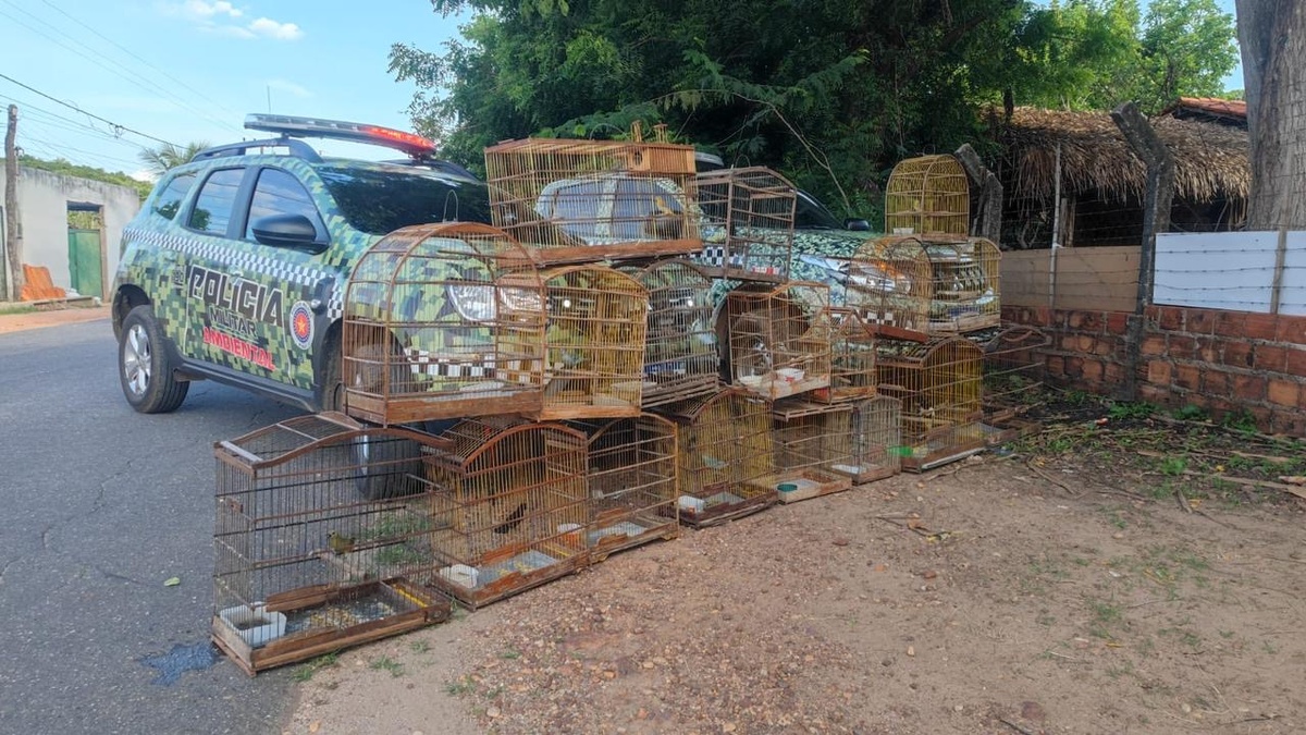 PM resgata mais de 50 aves silvestres mantidas em cativeiros ilegais em Teresina.
