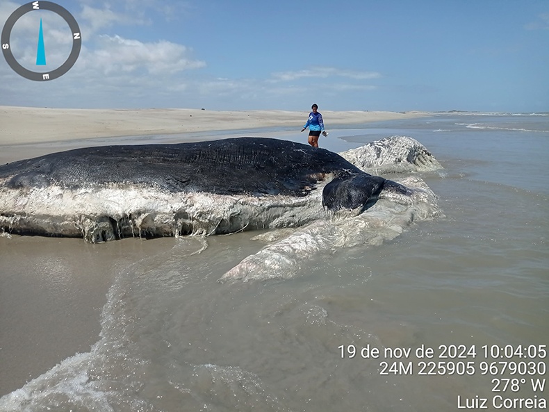 Baleia cachalote é encontrada morta na praia de Maramar, no litoral do Piauí.