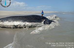 Baleia cachalote é encontrada morta na praia de Maramar, no litoral do Piauí. (Foto: Divulgação/ Internet)