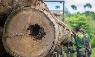 Operação identifica 1,5 mil hectares desmatados ilegalmente no Piauí