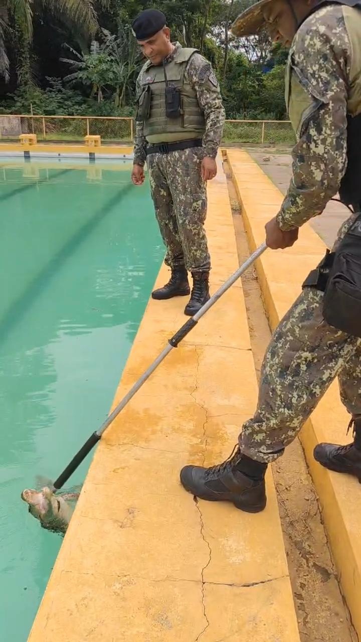 Policia ambiental capura jacaré dentro de piscina no setor de esportes da UFPI