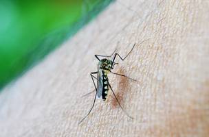 Aedes aegypti. (Foto: Reprodução/ Agência Brasil)