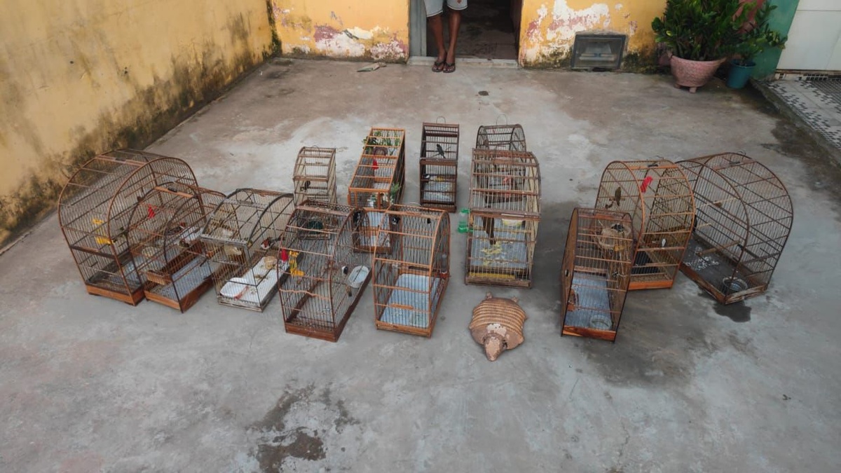 Polícia Ambiental resgata mais de 60 aves de cativeiro no Piauí.