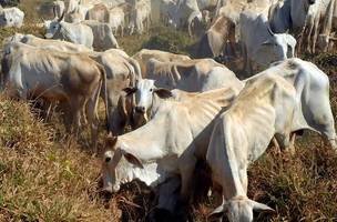 Vacinação contra a febre aftosa. (Foto: Reprodução/ Agência Brasil)