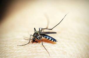 Aedes aegypti. (Foto: Reprodução/ Ascom)