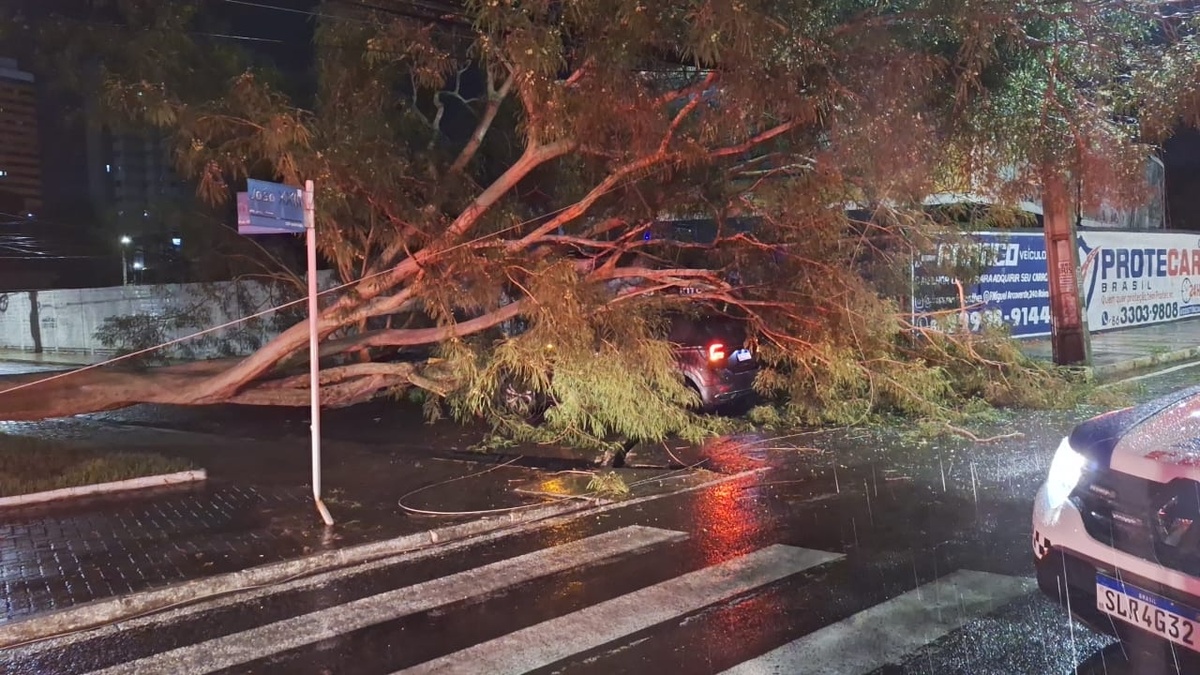 Árvore caiu sobre um veículo na Avenida João XXIII.