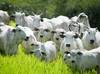Piauí comprova ausência de febre aftosa em rebanhos bovinos, revela pesquisa