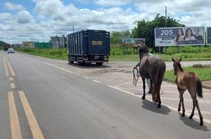 Animais soltos nas rodovias do Piauí. (Foto: Divulgação/ PRF-PI)