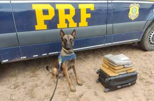 Os agentes utilizaram o cão farejador K9 Nullo. (Foto: Foto: Ascom/PRF)
