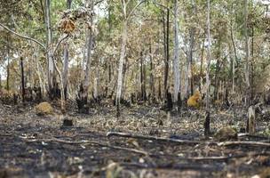 Piauí reduz desmatamento em 8,3% e se destaca no Cerrado e Nordeste. (Foto: Reprodução/ Ascom)