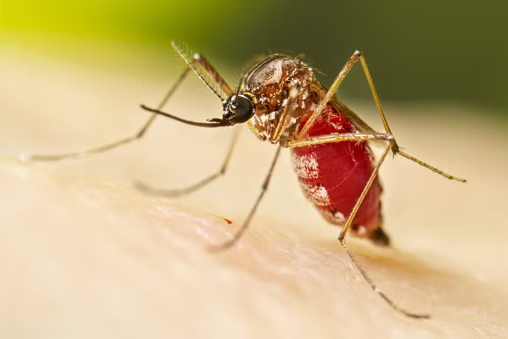 A fêmea adulta do Aedes aegypti após uma refeição de sangue.