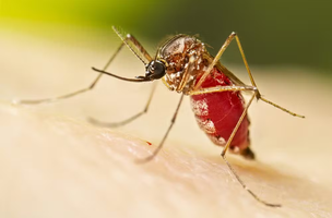 A fêmea adulta do Aedes aegypti após uma refeição de sangue. (Foto: Centros de Controle e Prevenção de Doenças dos Estados Unidos (CDC))