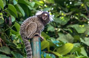 Sesapi investiga possível caso de raiva após ataque de macaco em Piripiri. (Foto: Reprodução/ Ascom)