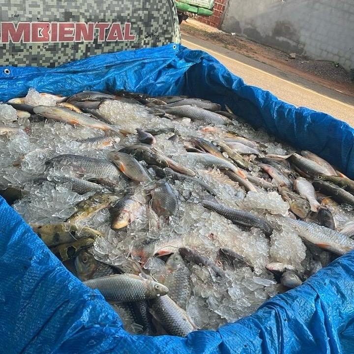 Meia tonelada de peixes transportados irregularmente é apreendida no Sul do Piauí.