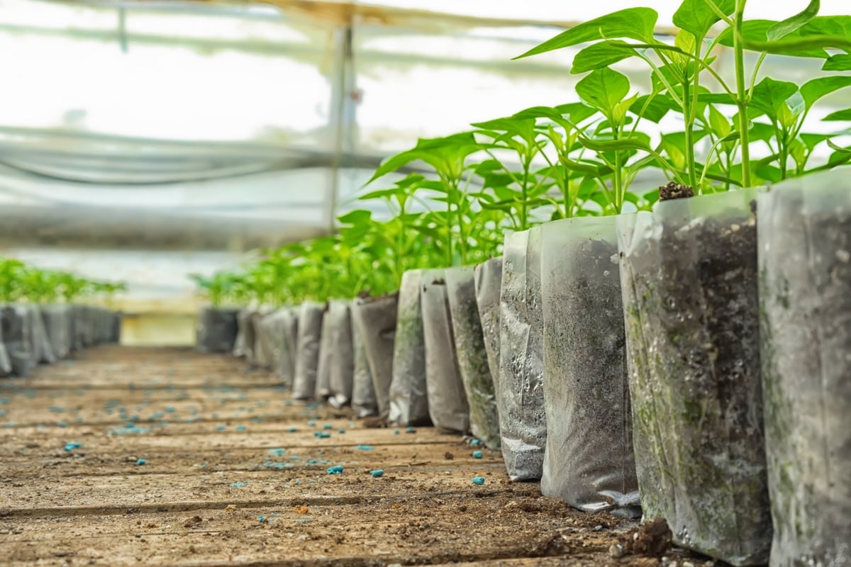 Mudas de plantas.