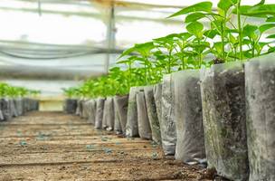 Mudas de plantas. (Foto: Reprodução/ Ascom)