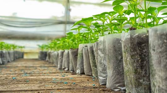 Bebês nascidos em maternidades de Teresina vão ganhar mudas de árvores frutíferas