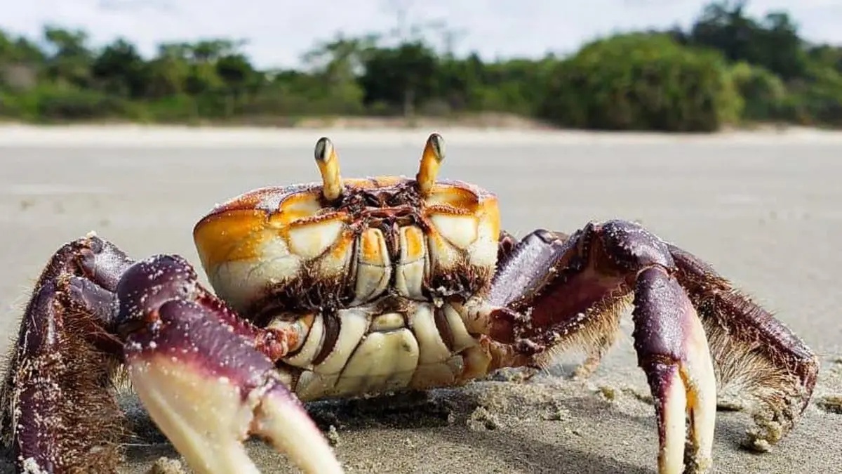 Período de defeso do caranguejo-uçá no litoral do Piauí.