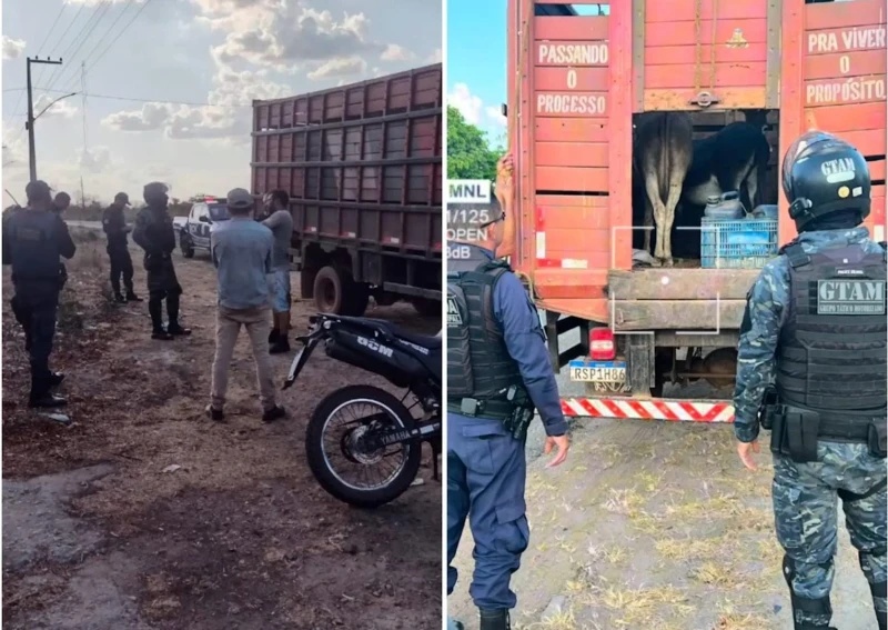 Homens são presos por transportar jumentos furtados no Maranhão com destino ao Piauí.