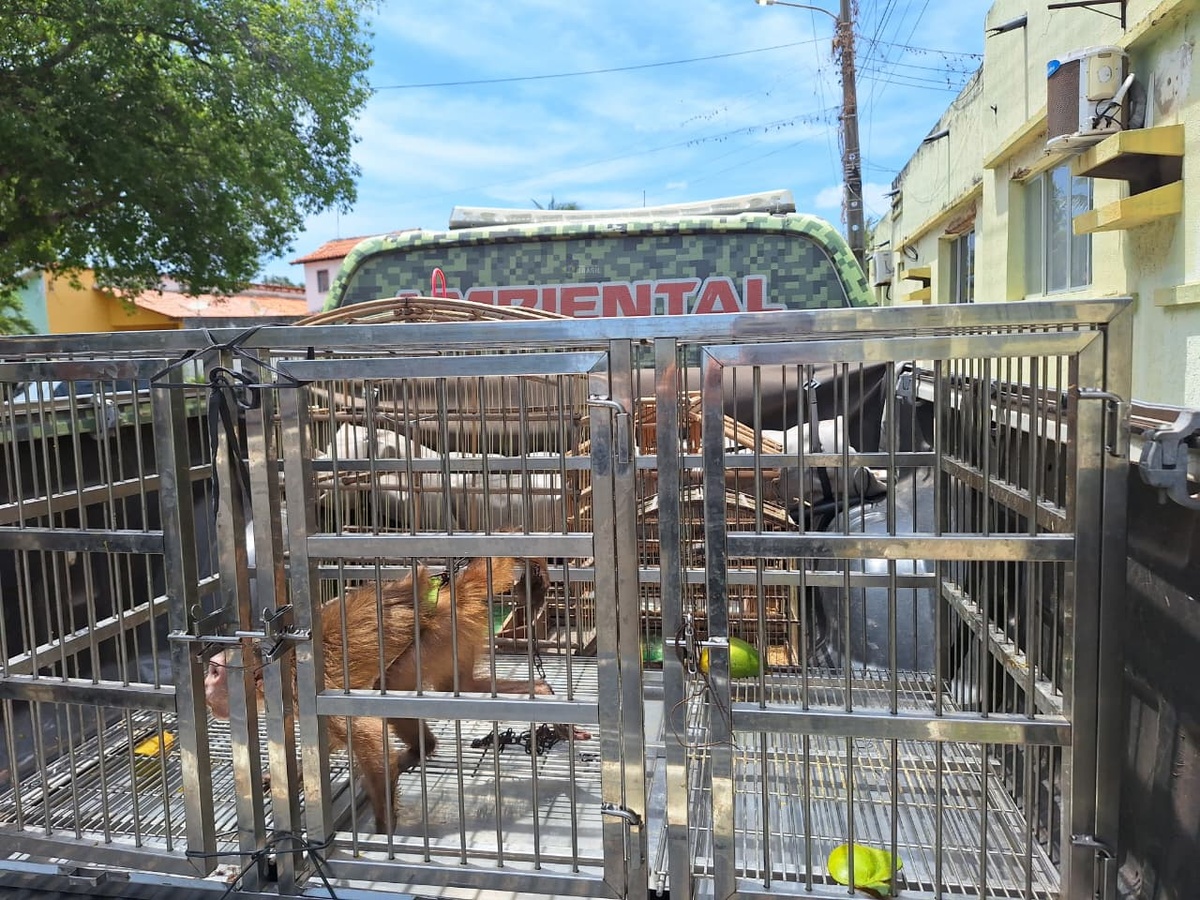 Polícia resgata macaco-prego e pássaros mantidos em cativeiro no litoral do Piauí.