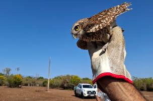Aves soltas (Foto: Divulgação)