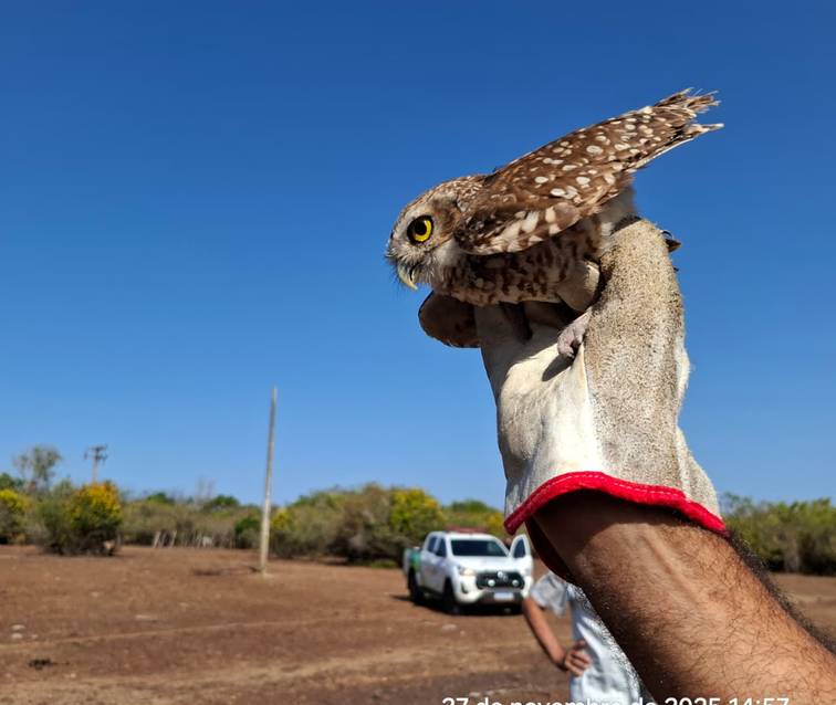 Quase 50 animais silvestres retornam à natureza no Piauí após resgate e reabilitação
