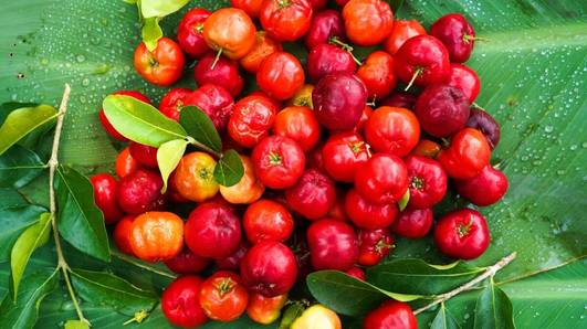 Produção de acerola no Piauí alcança 1,7 mil toneladas em 2025
