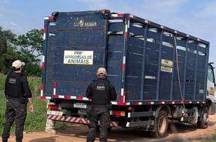 Mais de 40 animais são recolhidos e conduz cinco pessoas no Piauí. (Foto: Divulgação/ SSP-PI)