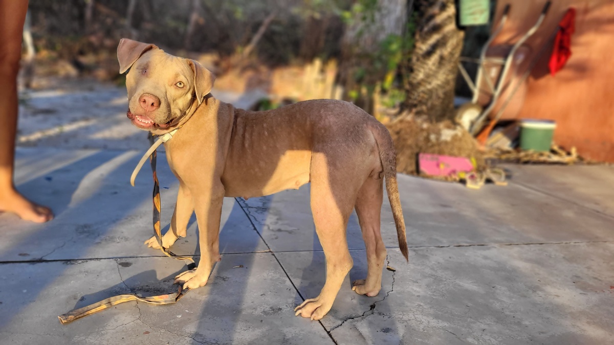 Pitbull em tratamento veterinário é furtada na praia de Barra Grande no Piauí.