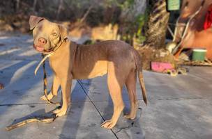 Pitbull em tratamento veterinário é furtada na praia de Barra Grande no Piauí. (Foto: Reprodução/ Divulgação)